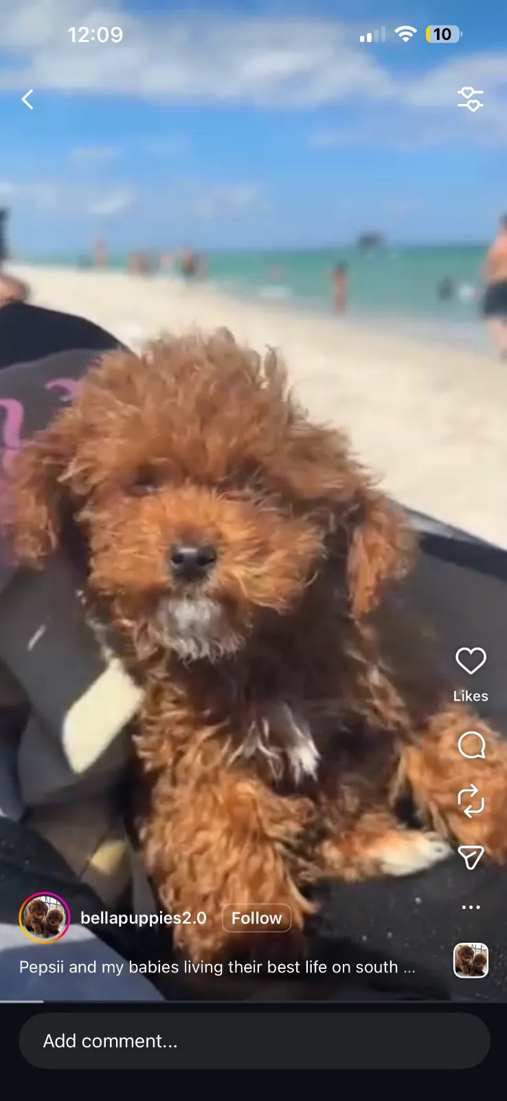 Puppy Yoga Bergen county, NJ