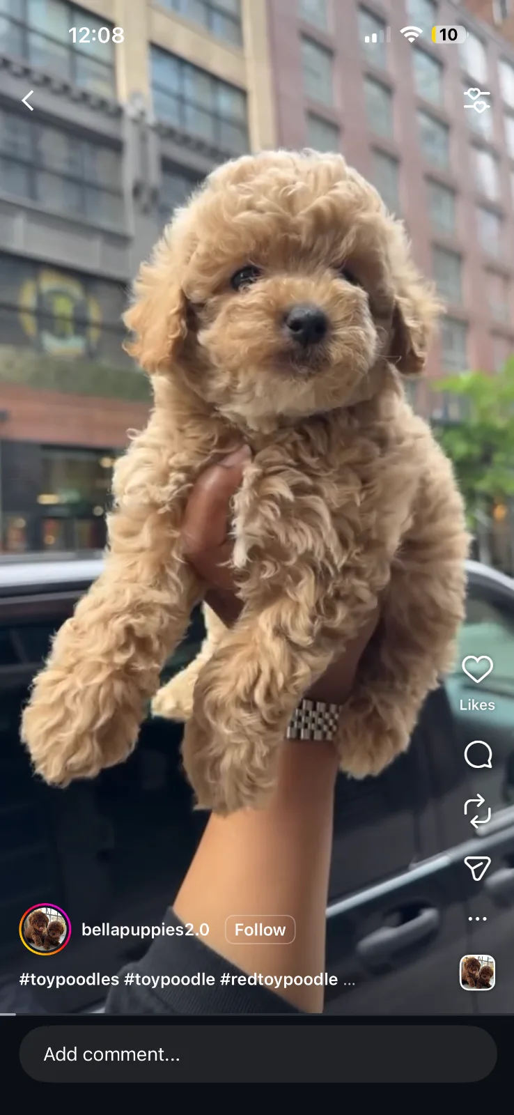 Bellapuppies in Tenafly