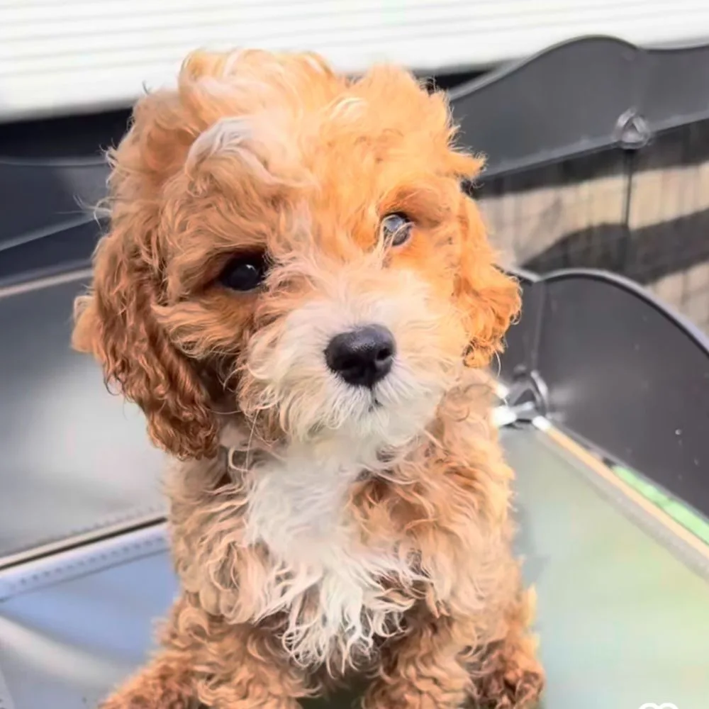 Bellapuppies NYC