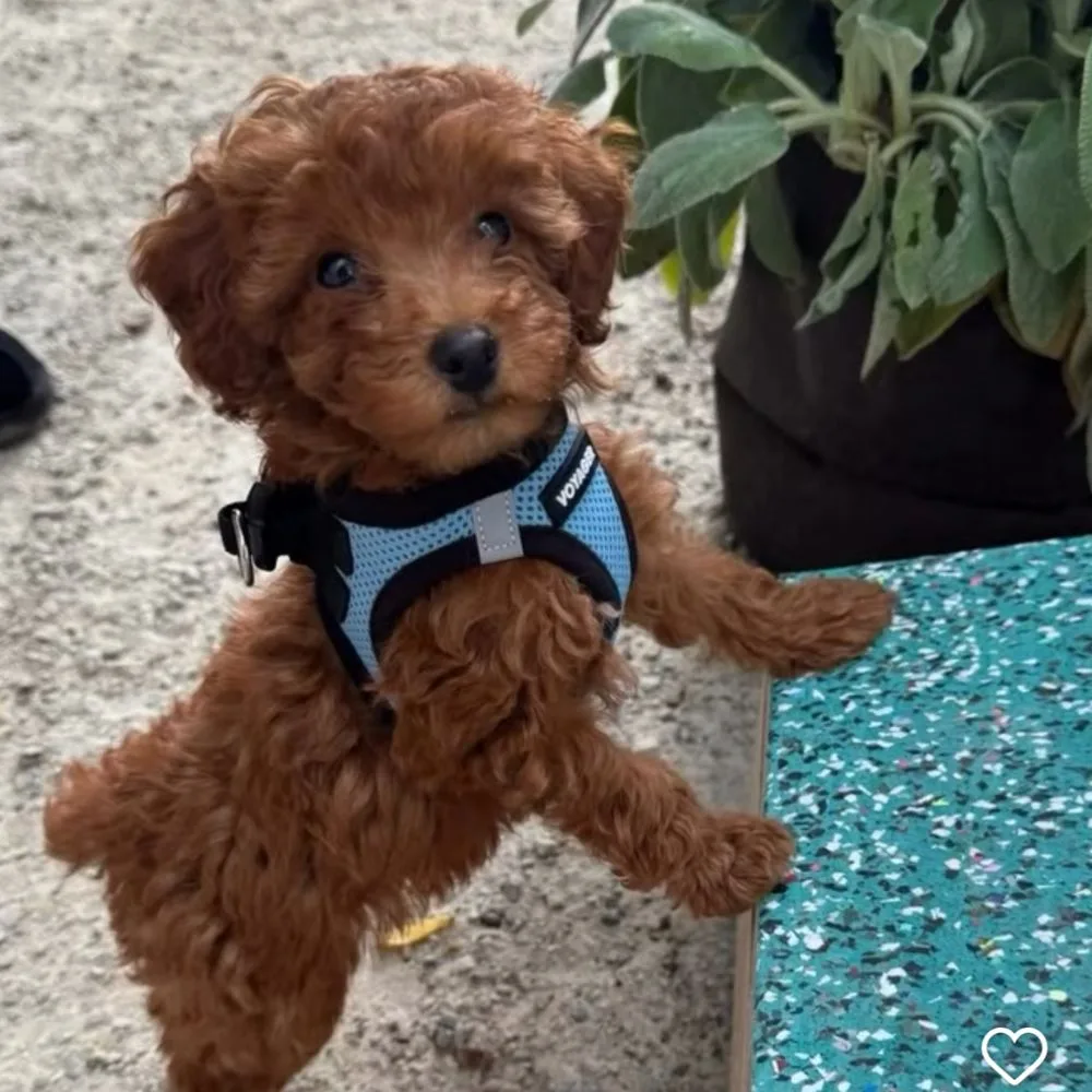 Puppy Sip and Paint
