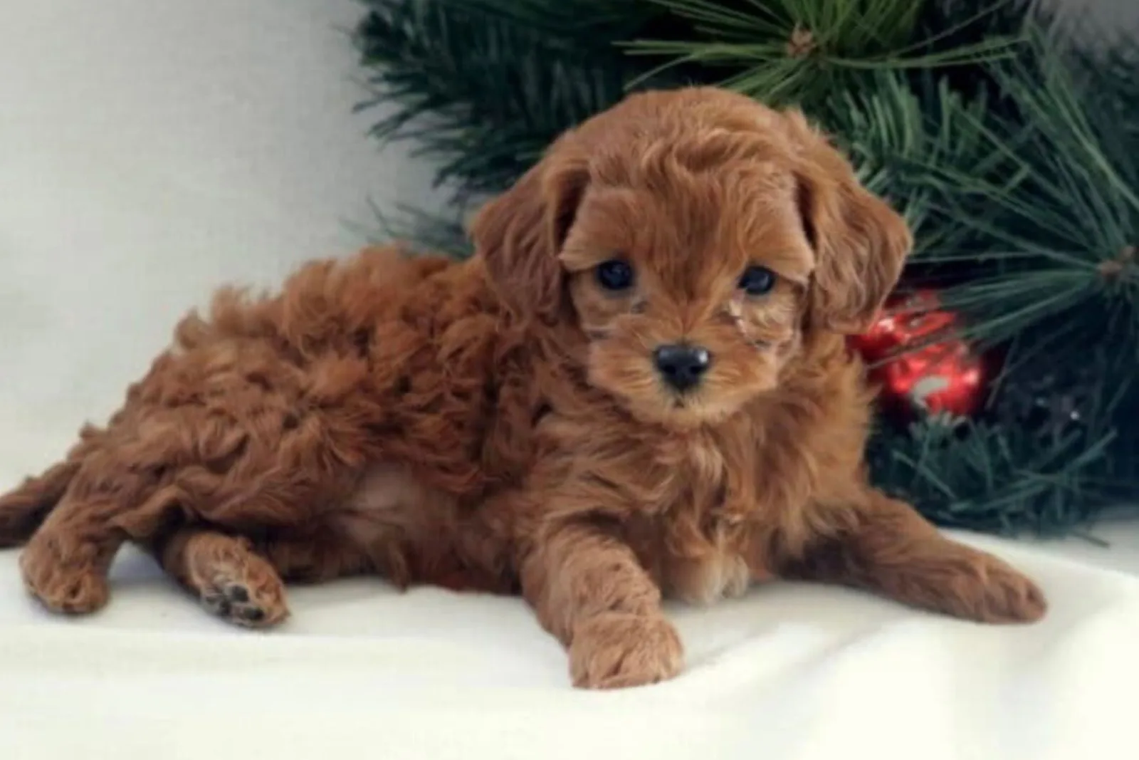 Puppy Therapy in Bergen county, NJ